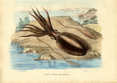 Tintenfisch, 1863-79 von Raimundo Petraroja